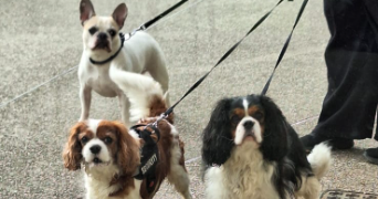 christelle pet sitter à CORBEIL ESSONNES 91100_10