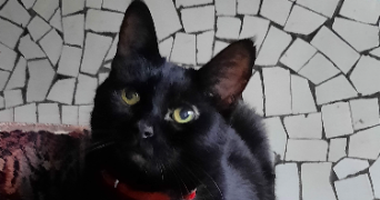 pénélope cat sitter à MONTREUIL 93100_0