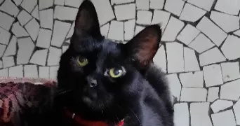 pénélope cat sitter à MONTREUIL 93100