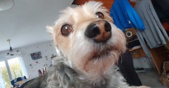 marie-amélie pet sitter à AMIENS 80000_1