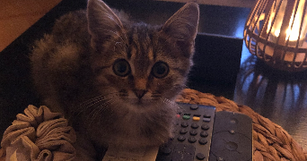 Linda pet sitter à Varangéville 54110_7