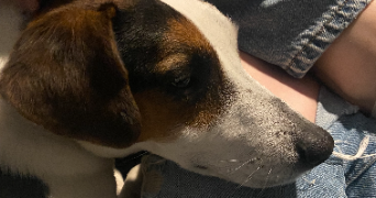 yaëlle pet sitter à PARIS 20 75020_2