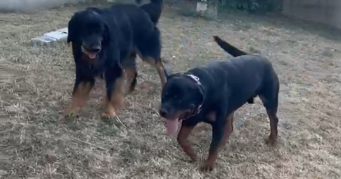 bruno pet sitter à VINCENNES 94300_4