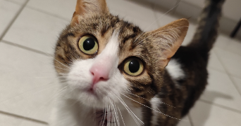 gwendoline pet sitter à Val de la Haye 76380_4