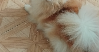 corinne pet sitter à Avignon 84000_1