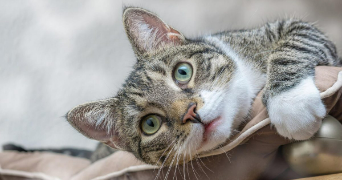 sarah cat sitter à PERON 01630_0