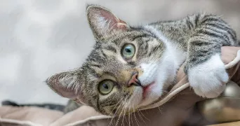 sarah cat sitter à PERON 01630