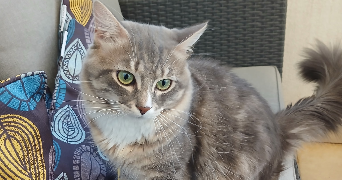 inès pet sitter à CLERMONT FERRAND 63000_1