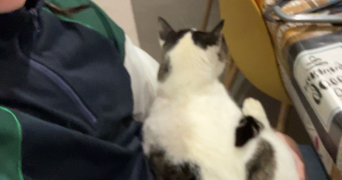 lylou pet sitter à MONDONVILLE 31700_1