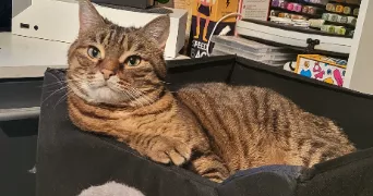 angelique pet sitter à FONTENAY TRESIGNY 77610