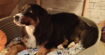 alice pet sitter à GRENOBLE 38000_3