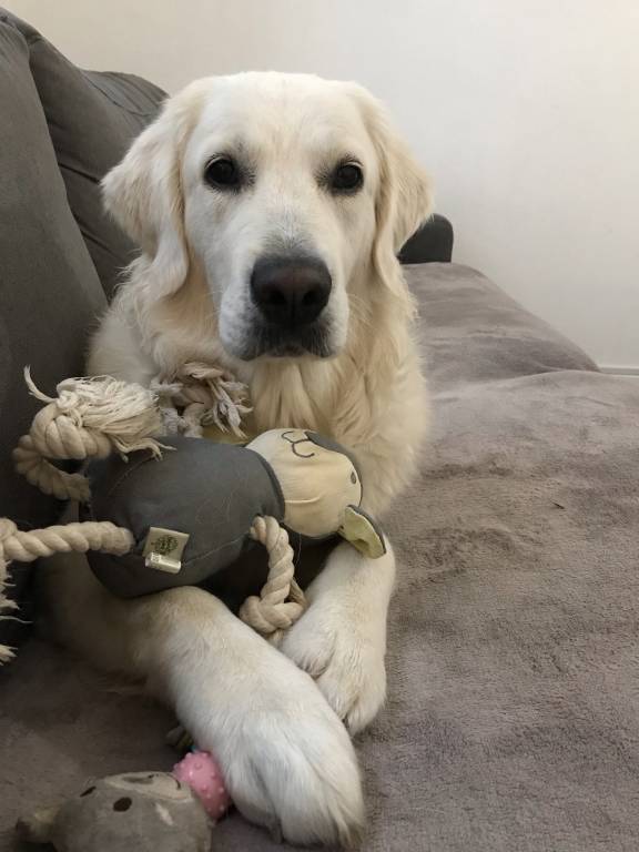 Rebecca pet sitter à Le Plessis-Trévise 94420_2