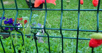 lidia pet sitter à VIRY CHATILLON 91170_0