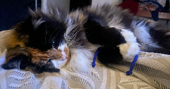 chloe cat sitter à PARIS 14 75014_3