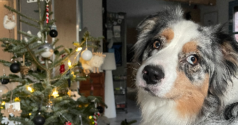 alicia pet sitter à TOULOUSE 31300_1