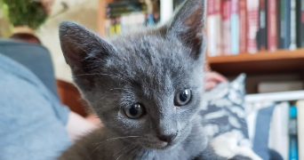 marion pet sitter à TOURS 37000_5