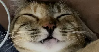 fleur pet sitter à CHAMPIGNY SUR MARNE 94500
