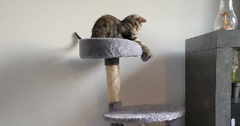 anais pet sitter à GAZERAN 78125_13