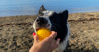 pauline pet sitter à SAINT-PAUL 97460_1
