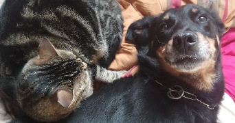 noemie pet sitter à BEAUCHAMP 95250_3