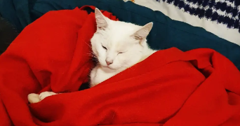 aïden pet sitter à MARSEILLE 07 13007_2