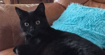 eva pet sitter à Raismes 59590_2