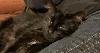 lucas pet sitter à CRETEIL 94000_2