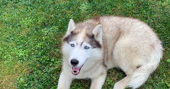 solène pet sitter à ACHERES 78260_7