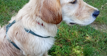 sandrine pet sitter à ST ORENS DE GAMEVILLE 31650_4