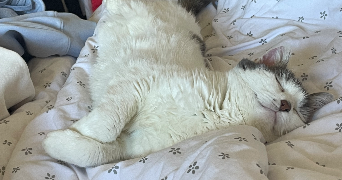 apolline pet sitter à DIJON 21000_0