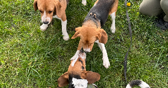 mélissa pet sitter à ANTIBES 06600_4