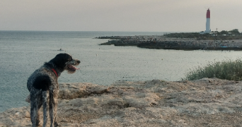 chloé pet sitter à SCHERWILLER 67750_0