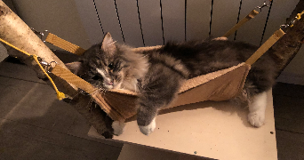 charlene pet sitter à MONT ST AIGNAN 76130_7