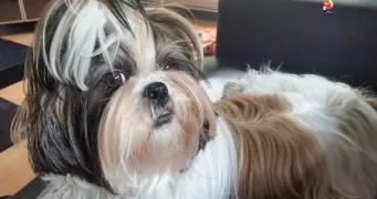 helene pet sitter à COLOMIERS 31770