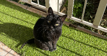 lilou pet sitter à TOULON 83200_3