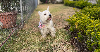 paula dog sitter à VENISSIEUX 69200_3