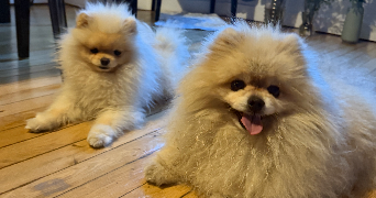 lia pet sitter à ST MANDE 94160_11