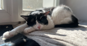 yuna pet sitter à REIMS 51100_0