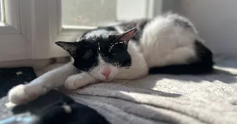 yuna pet sitter à REIMS 51100