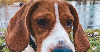 marianne pet sitter à FOUGERES 35300_2