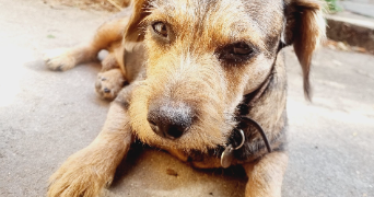 cyrielle pet sitter à SURESNES 92150_1