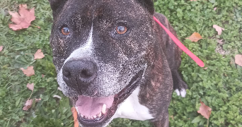 pauline pet sitter à FROUZINS 31270_2