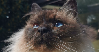 audrey pet sitter à MORTEFONTAINE EN THELLE 60570_1