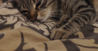 pellouard pet sitter à ARGENTEUIL 95100_2