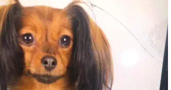 alexis pet sitter à AJACCIO 20090