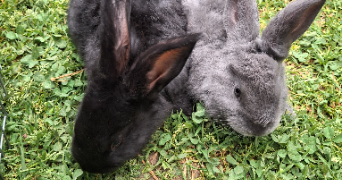 joséphine pet sitter à FONTAINE 38600_3