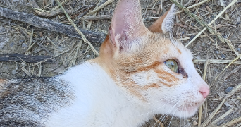 sarah pet sitter à GONESSE 95500_5