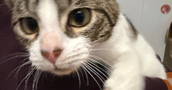 claudia pet sitter à MONTMORENCY 95160_1