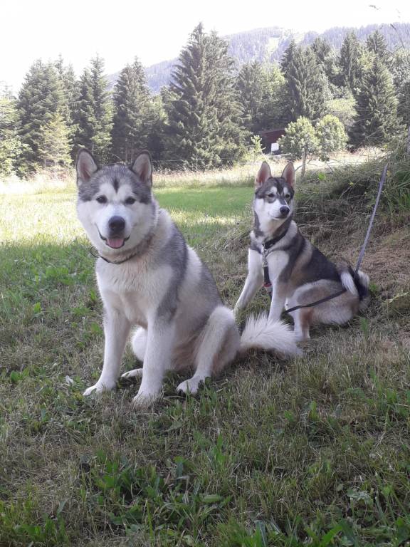 pascaline pet sitter à Ormesson-sur-Marne 94490_1