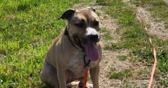 sandra pet sitter à BRINDAS 69126_4
